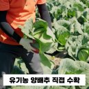 유기농 양배추즙 추천 | 황금이네 찐 후기! 바쁜 워킹맘 속 편한 비결