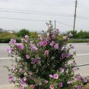 개화주유소 이미지