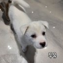 두유~두유~ 순둥이 두유~☺️ 이미지