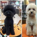 강아지 미용 이미지