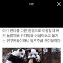 팬더 이미지