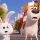 마이펫의 이중생활 이미지