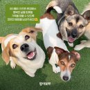 도그어스플래닛 이미지