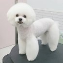 다온 펫 살롱 | 광주 푸들미용 잘하는곳 흰둥이랑 다온이 미용후기