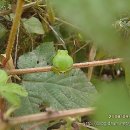 굴개굴개 청개구리 이미지