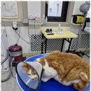 The빛나개 이미지