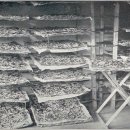 사금농장 이미지