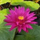 불스아이 열대수련(Bull's Eye Water Lily) 이미지