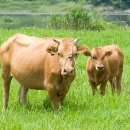 황고개농장 이미지