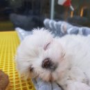 프라임 도그 이미지