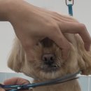 애견미용실 또이쁜댕 이미지