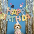 쉐이크테일 강아지 애견 유치원 호텔 미용 이미지