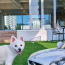 펫라운지 애견미용 애견호텔 이미지