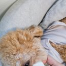 차차네 유치원 이미지