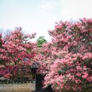 노성로 | [논산 유봉영당] 배롱나무꽃이 활짝 핀 윤증선생 사당