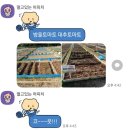 진주시민 텃밭 일지 초보 농부부 모종 심기 / 컬리 런던베이글 / 컴포즈 쫀득쿠키 내돈내산