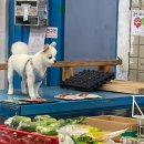 미견미묘 이미지