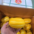 제주 카라향 &amp;성주 꿀참외 특가찬스!!!!! 이미지