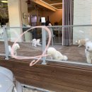 몽슈 펫그루밍샵 네이버블로그