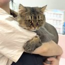 댕그루밍 이미지