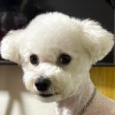 맘스터치 부개점 | 인천 부평애견미용 가위컷 비숑미용 부평 우주를줄개 애견미용실