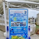 유식자동차 | 추라우미 수족관 오키짱공연 돌고래쇼 후기