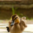 황금오리알 이미지