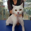 프리티 도그&캣 이미지