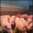 한라사료 이미지