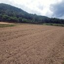 양지-2814 이미지