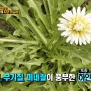 민들레 이미지