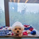 연희도그 이미지