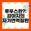 코아동물병원 | 루푸스 관리법, 해운대동물병원에서 알려드림