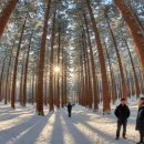 잣나무솔향기 | 원주 가볼만한곳 구룡사 치악산 설경과 금강소나무 숲길 겨울 힐링 여행