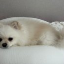 참시루떡집