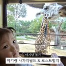 처인 견인차량 보관소 | 아기랑 에버랜드 사파리월드 로스트밸리 꿀팁 명당자리 큐패스 후기