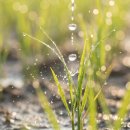 봄의 문턱, 싹이 튼다 | 곡우 뜻 | 봄의 마지막 절기, 놓치면 후회할 제철 음식과 숨은 풍습