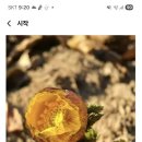 박기준의 디카시 감상/봄편지 이미지