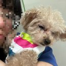 [둔촌동역 피부과 추천] 포레온 셀로디피부과_젠틀맥스 제모 1,2회차