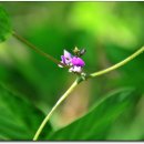 금지면 용전마을 이미지