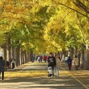 은행나무길 이미지