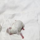 개똥이 애견샵 이미지