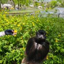 용산-현장-700 | 꽃들아 안녕 🌸 국립중앙박물관 용산가족공원 봄꽃 자연관찰 체험 후기