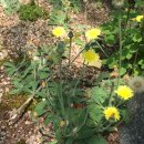 산토끼옹달샘 이미지