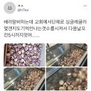 트위터에서 알티 타는중인 배라 싱글레귤러 1100개 주문.twt 이미지