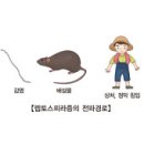 렙토스피라증 (Leptospirosis) 이미지