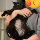 부평 모모 동물병원 | 고양이 건강검진 언제 하면 좋을까 검사 주기와 시기 유기묘 노령묘 동물병원 부평모모의료센터