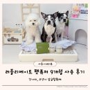 러블리 강아지 | 러블리메이트 펫퓨저 9개월 후기 미세먼지 심한 날 환기 못할 때 선택한 강아지 탈취제