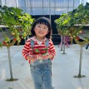 해맑은농장 | 대전 근교 논산 딸기체험 논산 또로롱딸기 장점, 단점 재방문 솔직후기