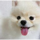 놀루오숑 네이버블로그